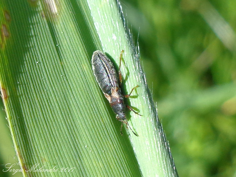 Lygaeidae Blissinae da ID
